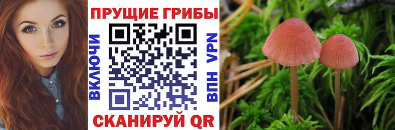 Псилоцибиновые грибы GOLDEN TEACHER  Купить  Елабуга 
